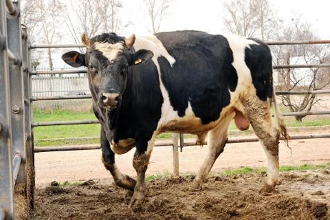 Holstein bull Stock Photos
