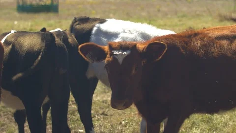 Holstein Calf Looking at the Camera Stock Footage 95765433