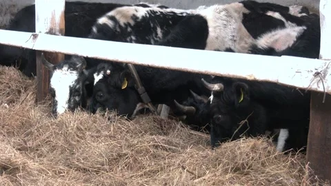 Holstein cattle in the barn eating hay indoor Stock-Footage 249923592