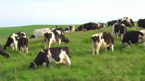 Holstein Cattle Stock Footage 8358601