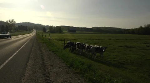 Holstein cattle stand at roadside at sunrise Stock Footage 7746009