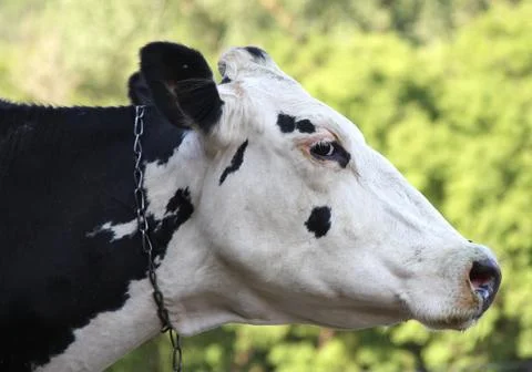 Holstein closeup Stock Photos