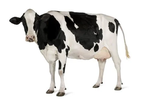 Holstein cow, 5 years old, standing against white background Stock Photos