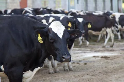 Holstein cow in barnyard Stock Photos
