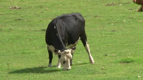 Holstein Cow Chewing Stock Footage 18008318