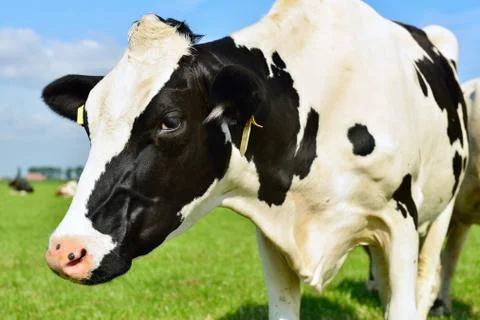 Holstein cow close up Foto stock