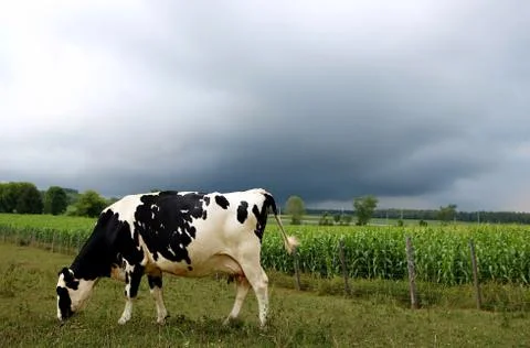 Holstein cow eating grass while dark thunder storm looms in back Stock Photos