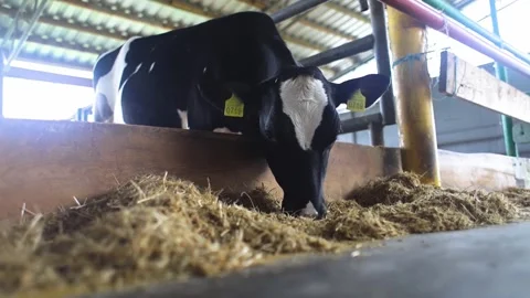 Holstein cow eating hay inside a modern dairy farm barn. Domestic black and whit 動画素材 340400139