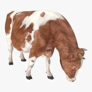 Holstein Cow Eating Pose 3D Model 3D Model