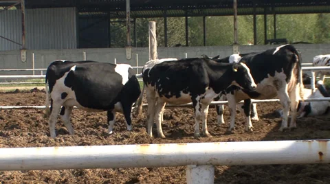 Holstein cow farm Stock-Footage 39671503