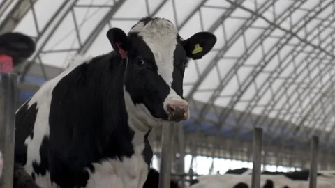 Holstein Cow 스톡 동영상 243993485
