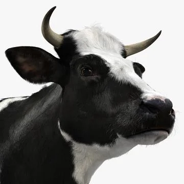 Holstein Cow (with Fur) 3D Model