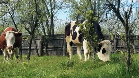 Holstein cow grazing fresh spring grass in orchard Vidéo 345256270
