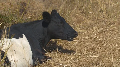 Holstein Cow Laying Down in Dead Grass Stock Footage 95933783