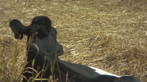 Holstein Cow Laying Down in Dead Grass Stock Footage 95953066