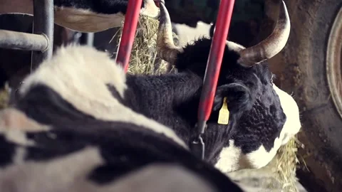 Holstein cow laying in the stable Stock Footage 152299572