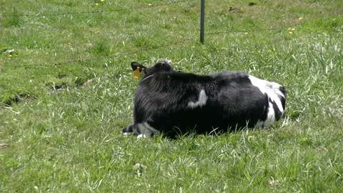 Holstein Cow Lying in the Pasture Vídeo Stock 332835931