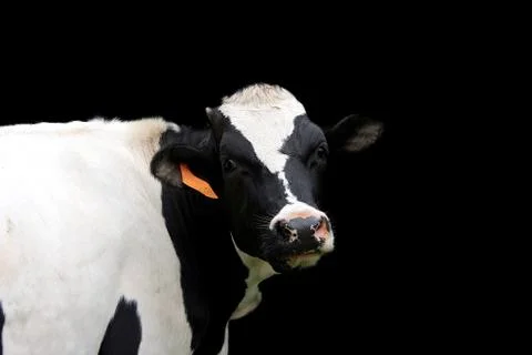 Holstein cow Stock Photos