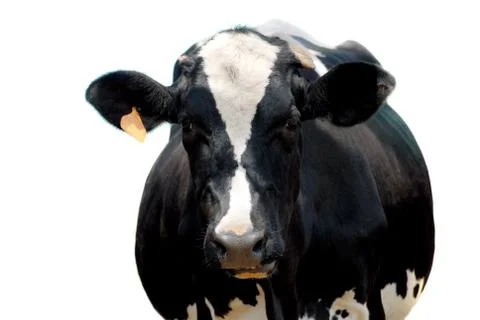 Holstein cow Stock Photos