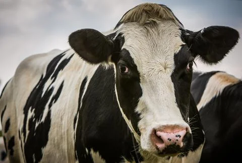 Holstein Cow Foto stock