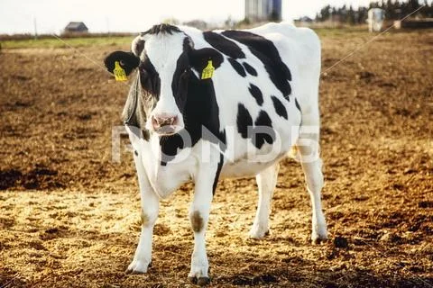 Holstein cow standing in a fenced area with identification tags in it's ears and Stock Photos