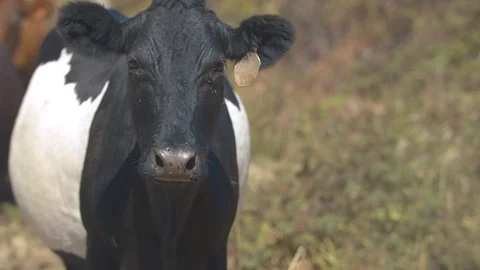 Holstein Cow Standing in a Field Looking at the Camera Stock Footage 95932013
