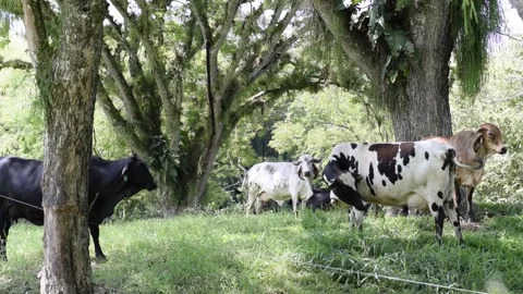 Holstein cow standing under trees on a tropical dairy farm Видео 341453081