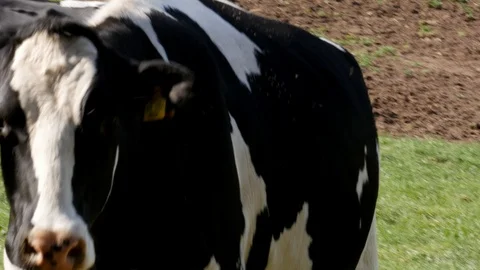 Holstein cow walking towards camera, grazing herd of cows, spring, rural germany Stock Footage 128776408