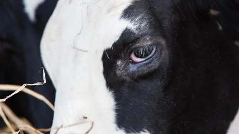 Holstein cows in the barn Stock Photos