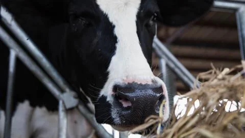 Holstein cows in the barn Stock Photos