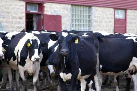 Holstein cows in barnyard Stock Photos
