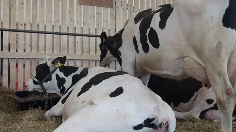 Holstein cows breed eating and resting at trade fair of animal husbandry Stock Footage 85261311