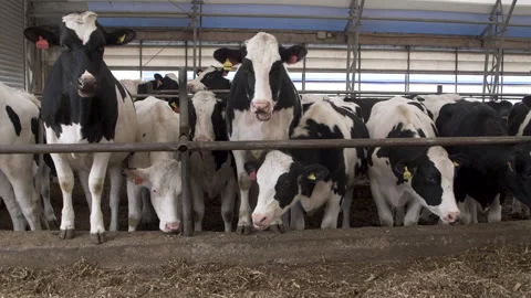 Holstein cows on the farm Stock-Footage 244152359