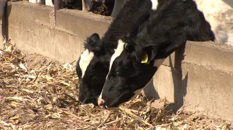 Holstein cows feeding 스톡 동영상 39671542