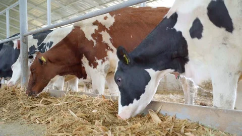 Holstein Cows Feeding Process on Farm, cows eating hay together so that they can Video stock 106951705