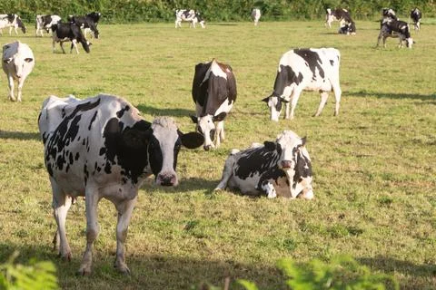 Holstein cows in a field in Brittany Stock Photos