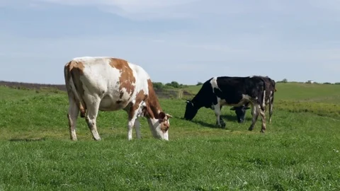 Holstein cows free range Stock-Footage 82108619