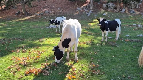 Holstein Cows Grazing on a Mountain Pasture. Stock Footage 320245210