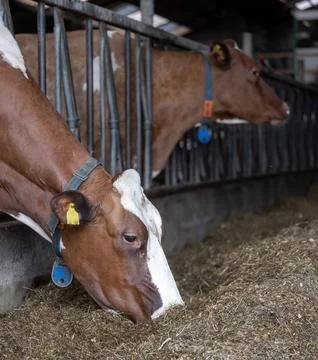 Holstein cows inside barn on dutch farm in holland Foto stock