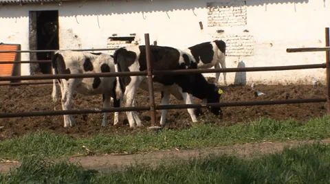 Holstein cows in open farm space Stock Footage 39671584