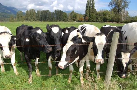 Holstein cows Stock Photos