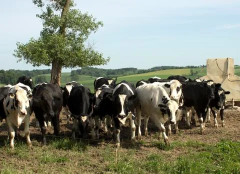 Holstein cows Photos