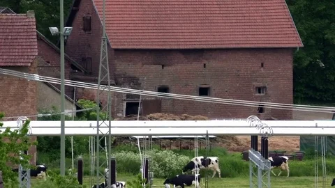 Holstein cows returning home from grazing, cattle farming, electric power plant Stock Footage 76812522