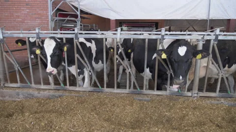 Holstein cows in the stall Видео 244431141