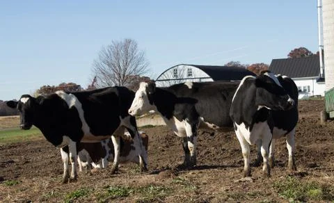 Holstein cows standing Stock Photos
