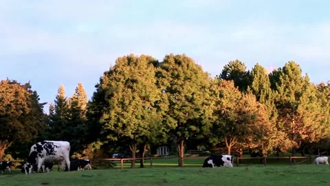 Holstein cows in summer field Stock Footage 132928955