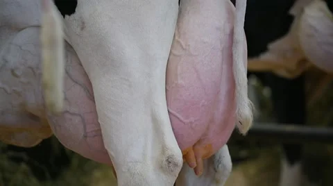 Holstein cows udder detail Video stock 62650535