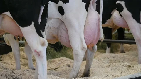 Holstein cows udder detail Stock Footage 62650536