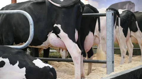 Holstein cows udder detail Видео 62650591