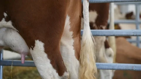 Holstein cows udder detail Stock Footage 62650599